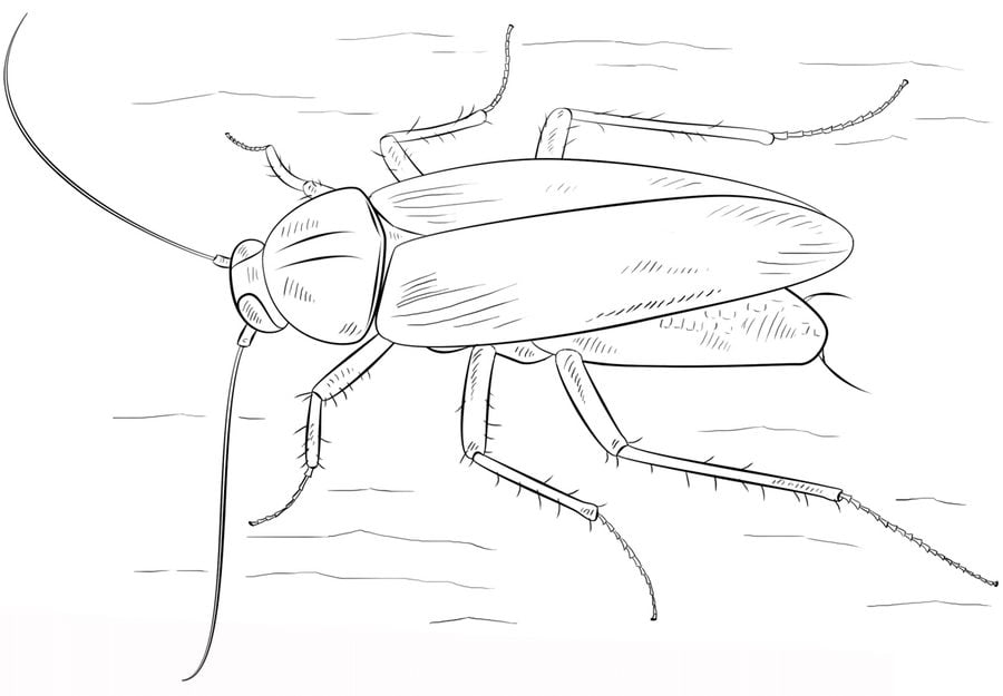 Coloring pages: Cockroach 8
