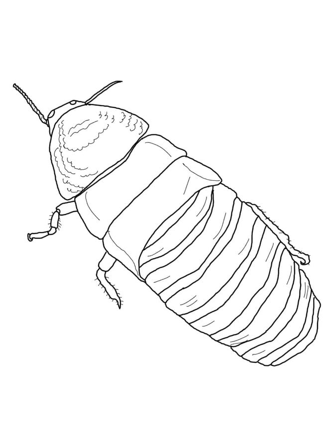 Coloring pages: Cockroach 9