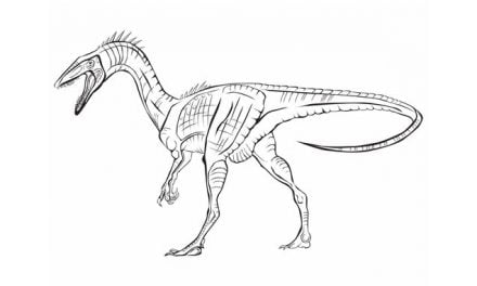 Coloriages: Coelophysis