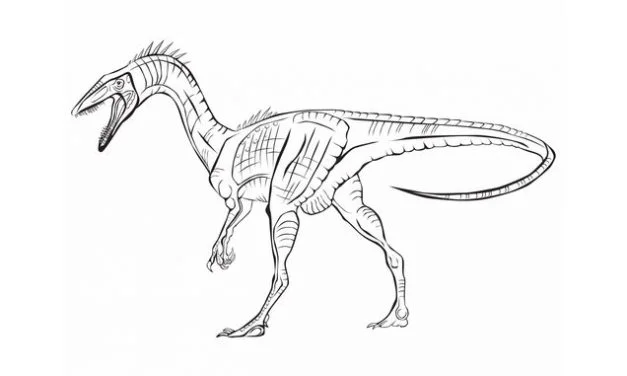 Coloring pages: Coelophysis