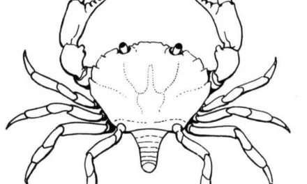 Ausmalbilder: Krabben