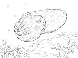 Ausmalbilder: Tintenfisch zum ausdrucken, kostenlos, für Kinder und