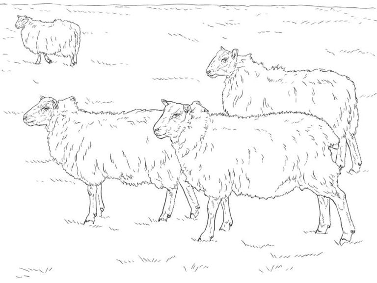 Coloring Pages: Sheep, Printable For Kids & Adults, Free