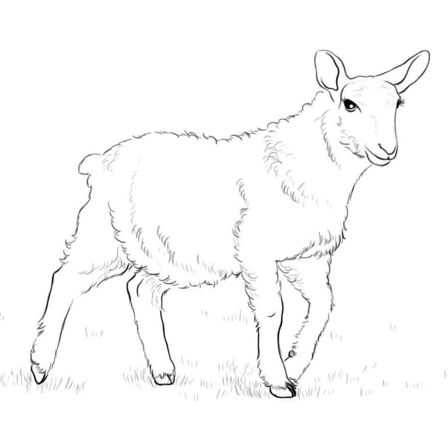 Coloring pages: Sheep