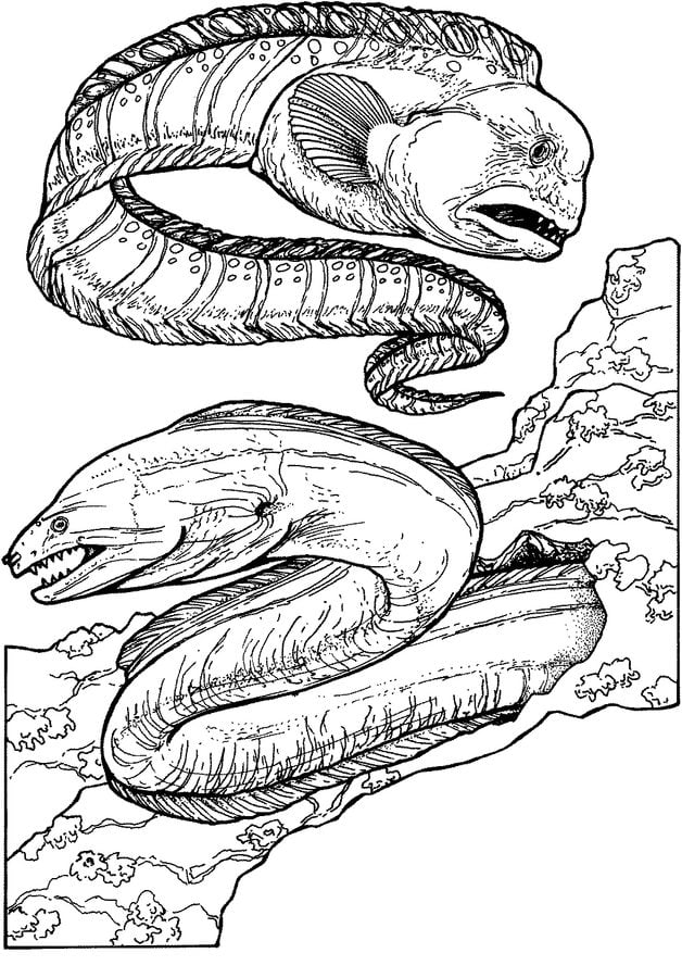 Coloring pages: Eels 10