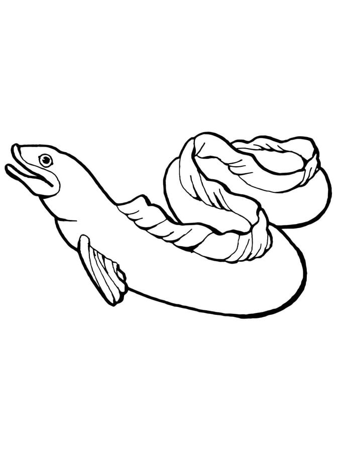 Coloring pages: Eels 2