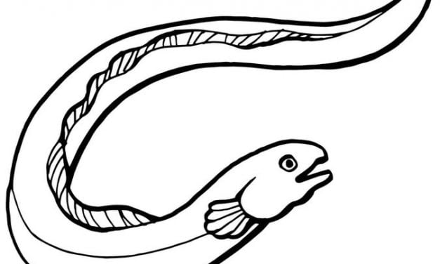 Coloring pages: Eels