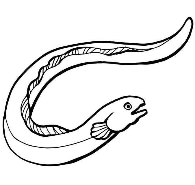 Disegni da colorare: Anguille