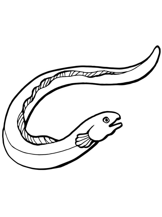 Coloring pages: Eels 3