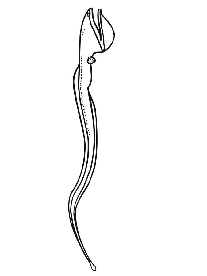 Coloring pages: Eels 5