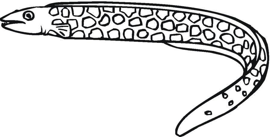 Coloring pages: Eels 6