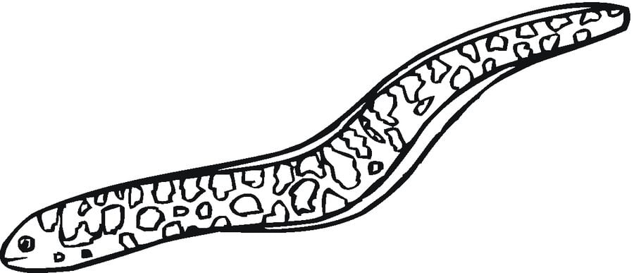 Coloring pages: Eels 7