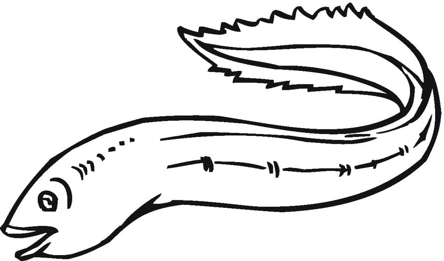 Coloring pages: Eels 8