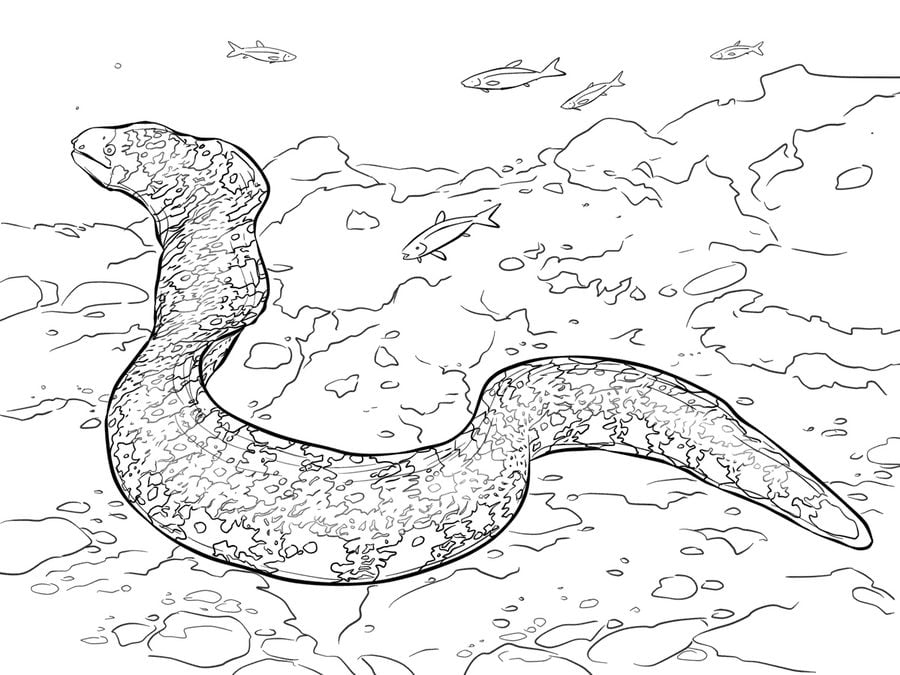 Coloring pages: Eels 9