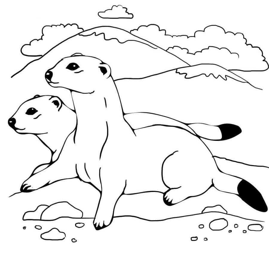 Coloring pages: Ferrets 10