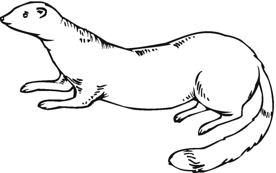 Coloring pages: Ferrets 2