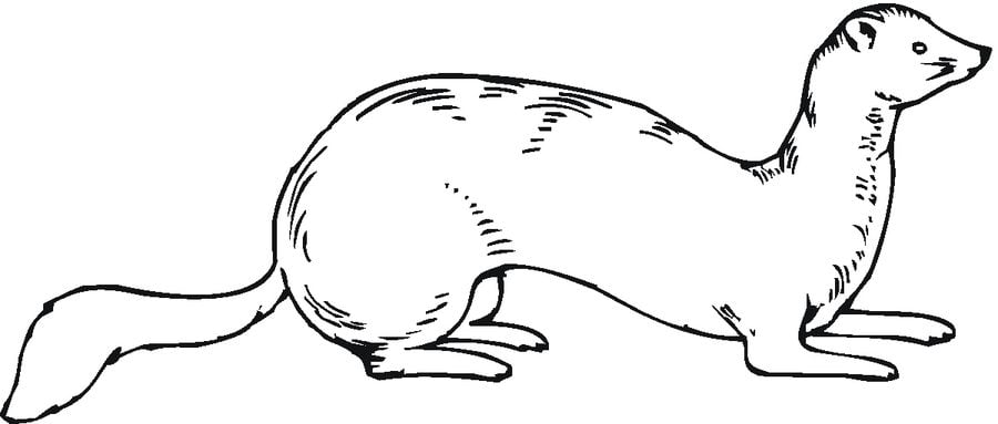 Coloring pages: Ferrets 3