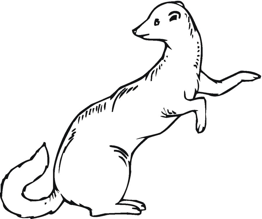 Coloring pages: Ferrets