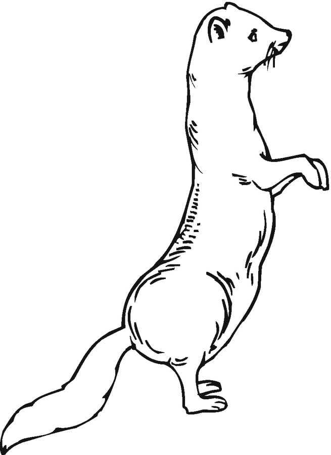 Coloring pages: Ferrets 6