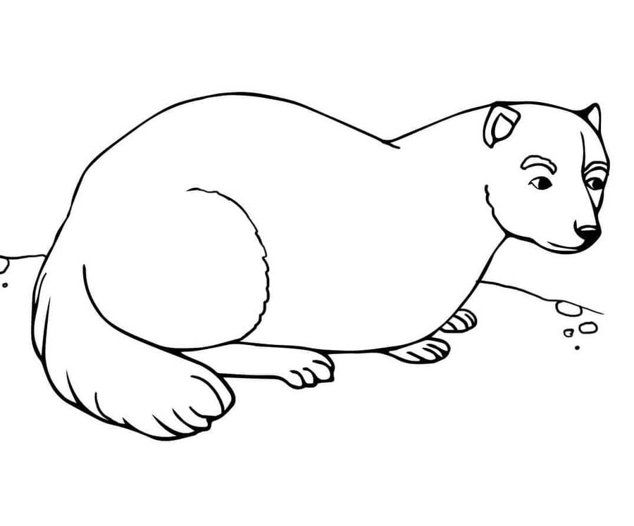 Coloring pages: Ferrets 7