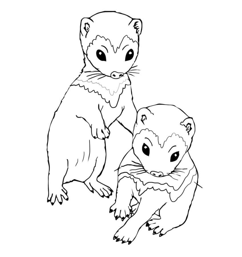 Coloring pages: Ferrets 8