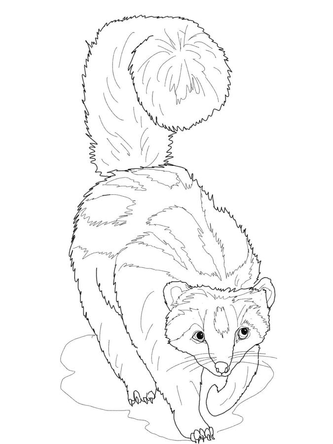 Coloring pages: Ferrets 9