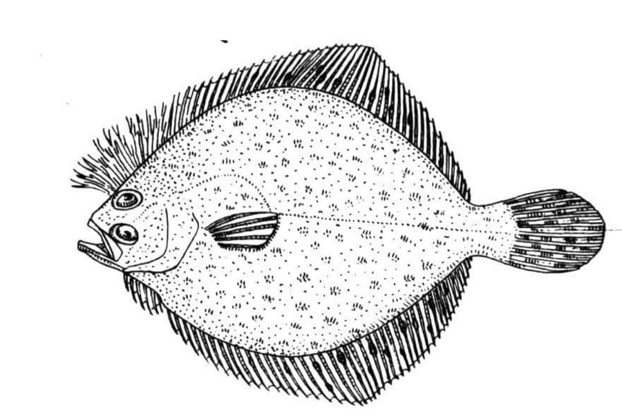 Coloring pages: Flounders