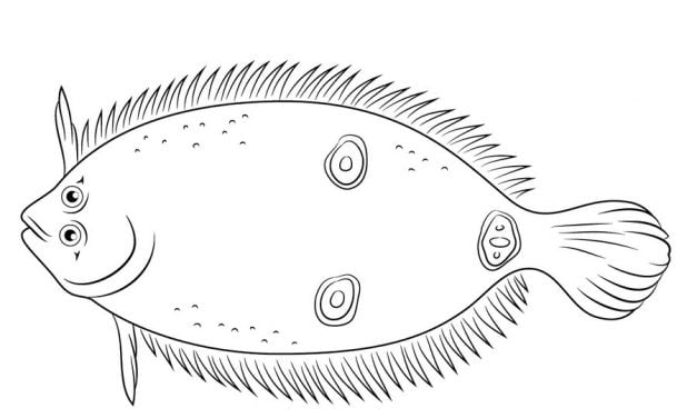 Coloring pages: Flounders