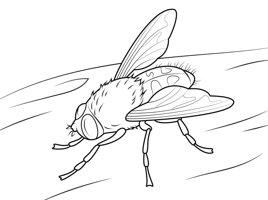 Coloring pages: Fly