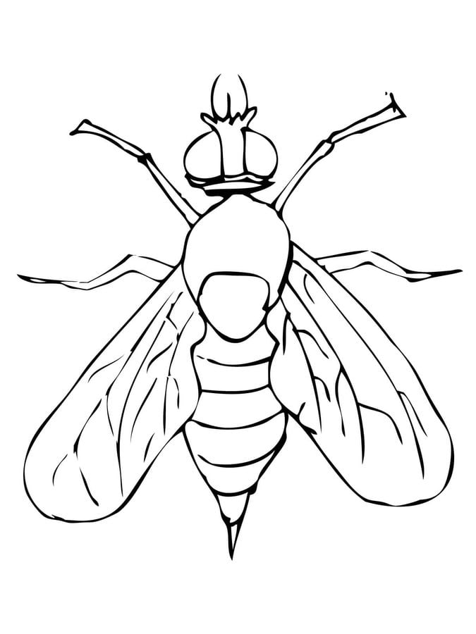 Dibujos para colorear: Dípteros, mosca
