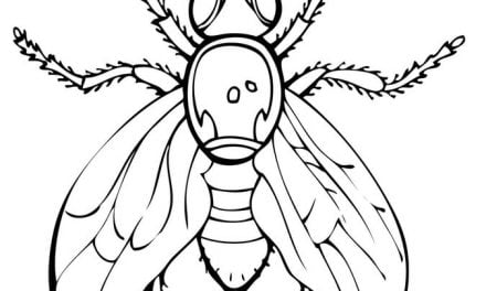 Coloring pages: Fly