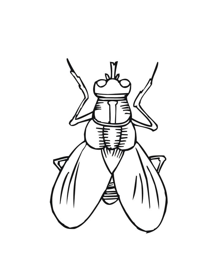 Dibujos para colorear: Dípteros, mosca