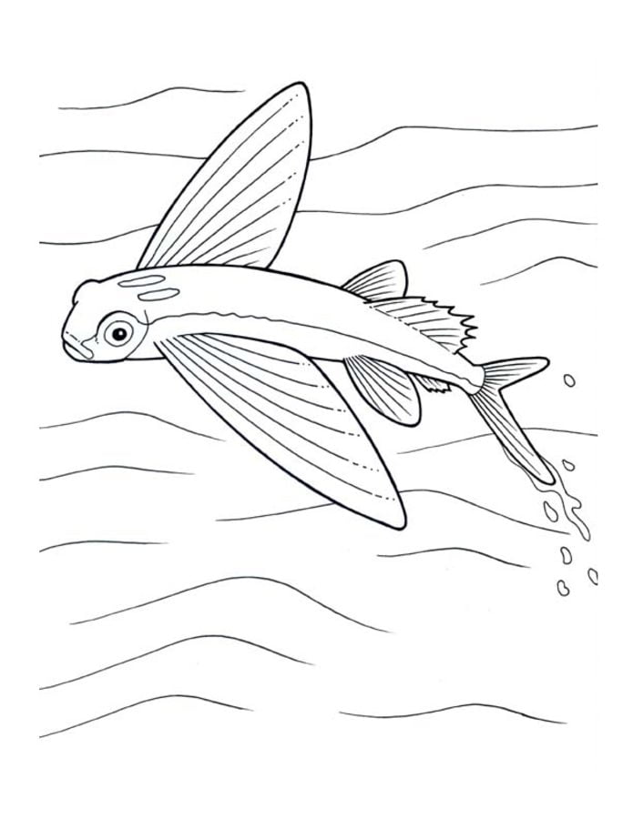 Coloring pages: Flying fish