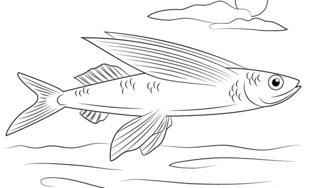 Coloring pages: Flying fish