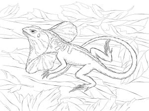 Coloring pages: Frill-necked lizard, printable for kids & adults, free