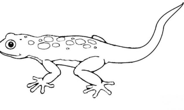 Dibujos para colorear: Lagarto gecko