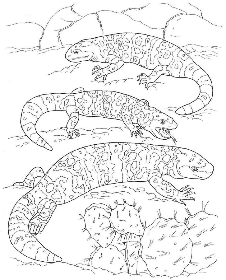 Coloring pages: Gila monster