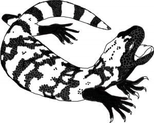 Coloring pages: Gila monster, printable for kids &amp; adults, free