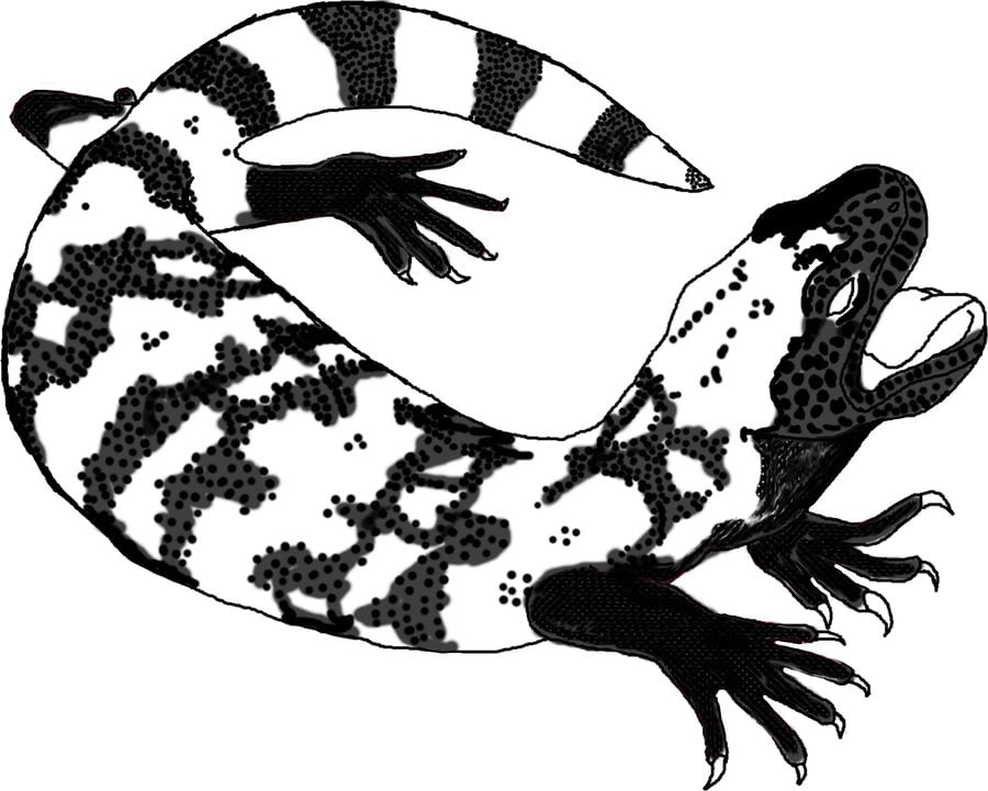 Coloring pages: Gila monster