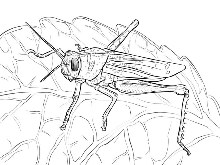 Ausmalbilder: Grashüpfer zum ausdrucken, kostenlos, für Kinder und