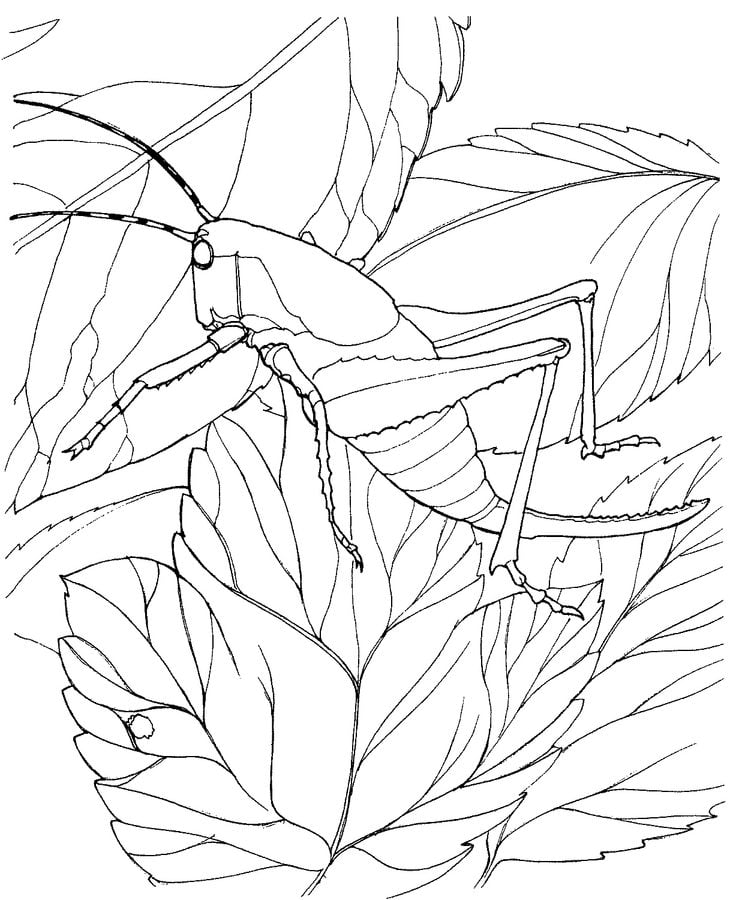 Coloring pages: Grasshoppers