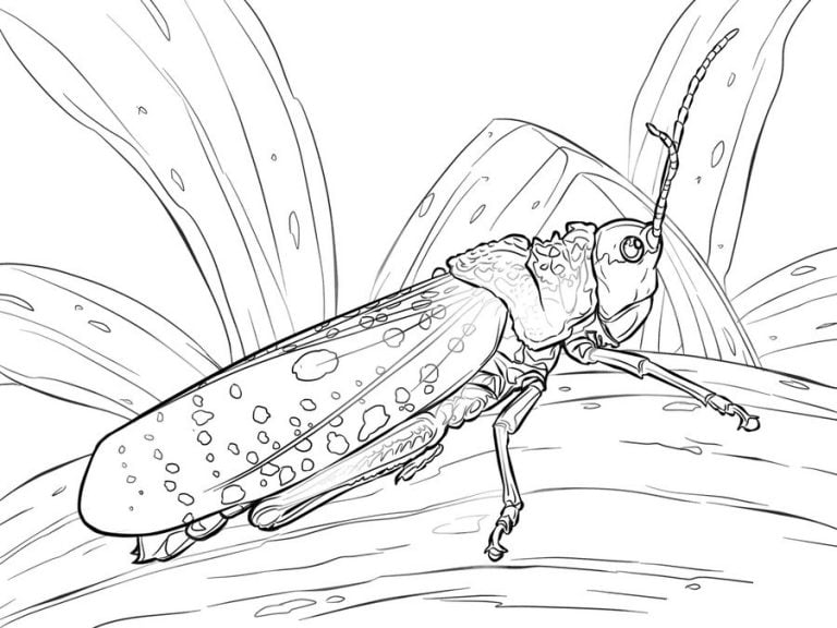 Ausmalbilder: Grashüpfer zum ausdrucken, kostenlos, für Kinder und