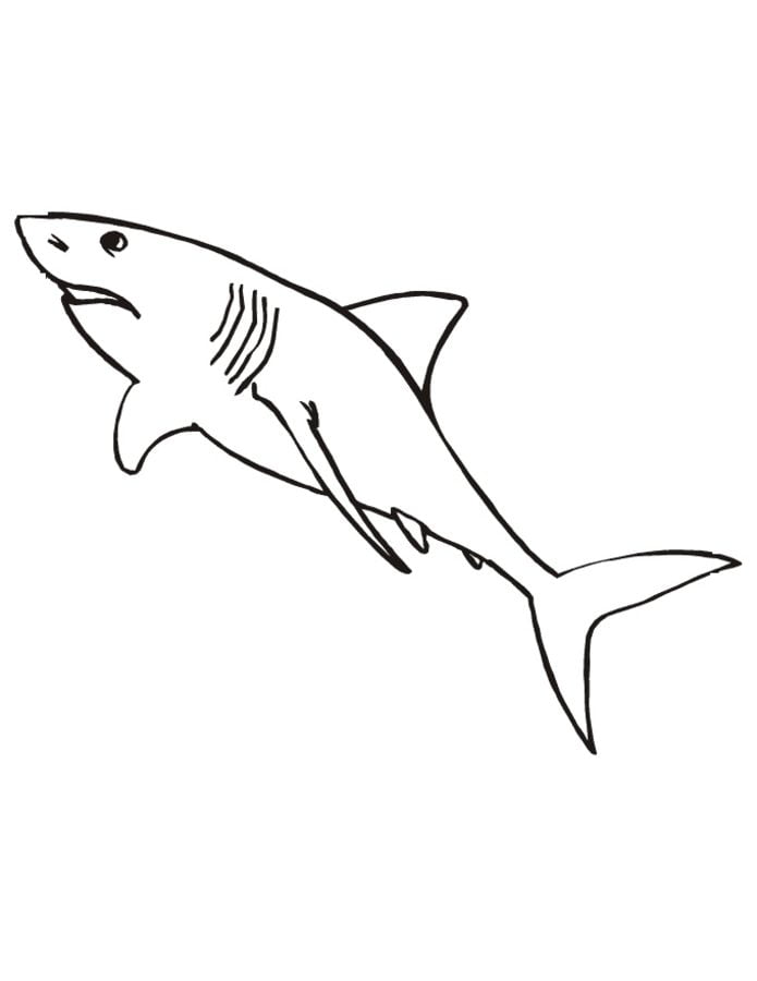 ausmalbilder ausmalbilder weißer hai zum ausdrucken