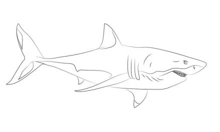 Coloring pages: Great white shark