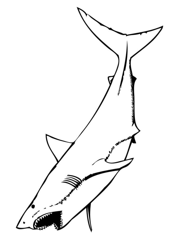 Coloring pages: Great white shark