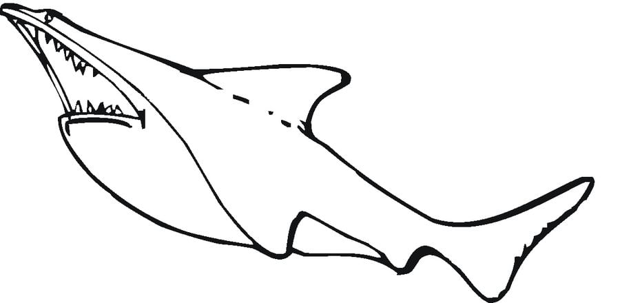 Coloring pages: Great white shark 9