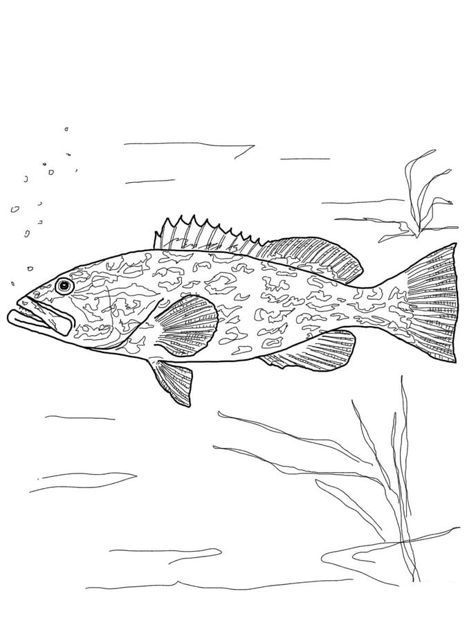 Coloring pages: Grouper