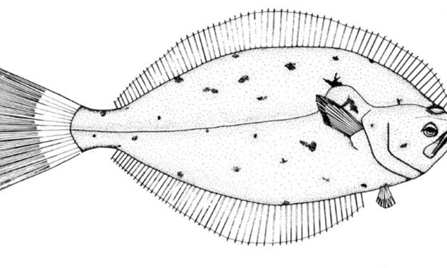 Coloring pages: Halibut