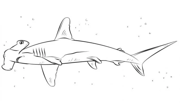 Coloring pages: Hammerhead shark