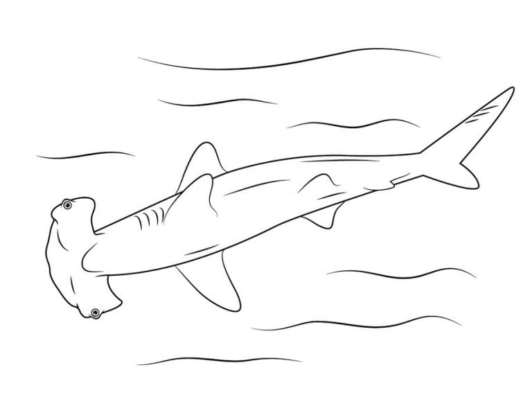 Coloring pages: Hammerhead shark, printable for kids &amp; adults, free